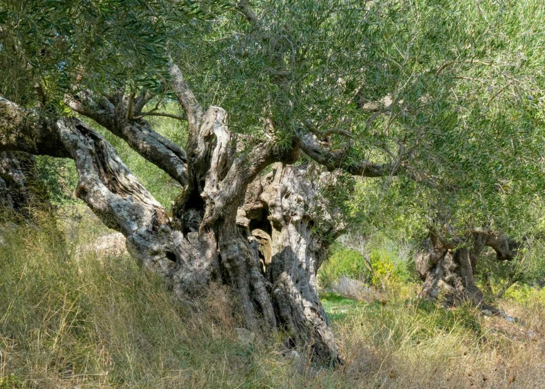 Albero di olivo