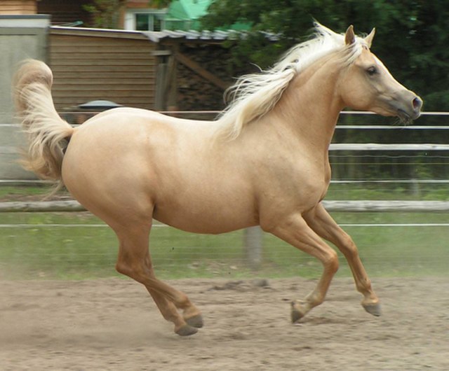 Quarab palomino horse