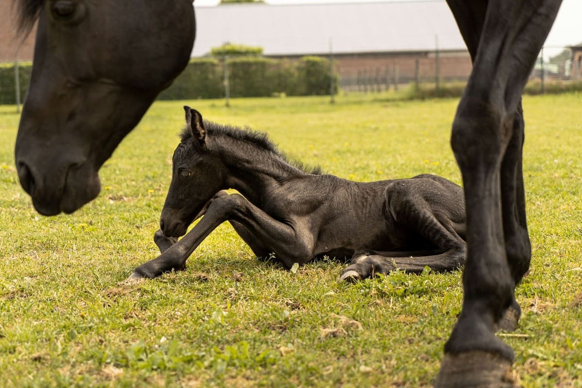 Puledro e giumenta manto nero_inbreeding e linebreeding