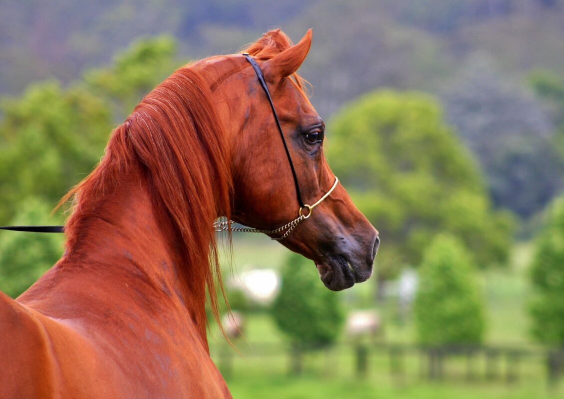 cavallo arabo